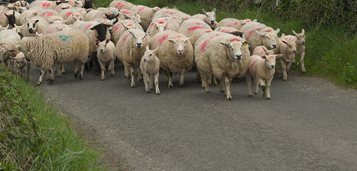 Herd of sheep walking on road
