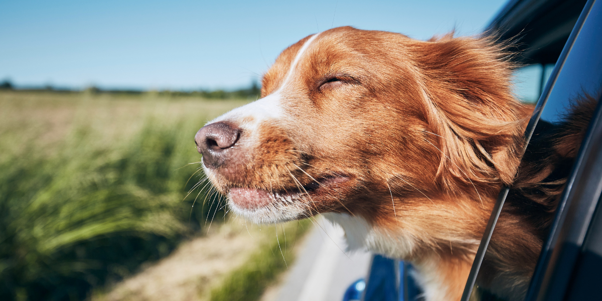 Photo of a dog in a car on a sunny day